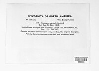 Coccospora agricola image